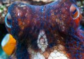 A common octopus in a kelp forest off South Africa: it can change colour in an instant with its pixel-like skin