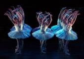 ENB's 'Swan Lake' corps: Photographed by their leading ballerina Daria Klimentová