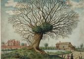 John Dunstall: 'A Pollard Oak near West Hampnett Place, Chichester', c 1660