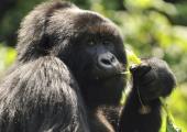 Mountain Gorilla: eats shoots and leaves, but will others leave it alone? Mountain Gorilla: eats shoots and leaves, but will others leave it alone?