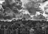 'Archipel fluvial de Mariuá, Rio Negro, Amazon, Brazil', 2019, by Sebastião Salgado