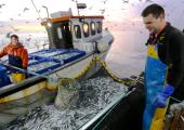 Chris Blamey catches a shedload of sardines