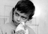 'The bond between boy and bird is as evocative as anything Ken Loach would achieve with 'Kes''