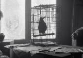 Nevermore: Iossif Surchadzhiev, Samuel Finzi, and crow in 'January'