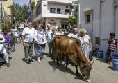 Upstaged, by a cow: from left, Bobby George, Rosemary Shrager, Roy Walker, Jan Leeming, Sylvester McCoy, Patti Boulaye, Wayne Sleep, Miriam Margolyes