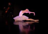 White act: Melissa Hamilton in the final throes of Michel Fokine's 'The Dying Swan'