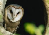 A barn owl tracks a field mouse