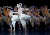 Jonathan Ollivier,  powerful king among swans