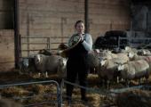 Serenade: Orla Barry and flock in "Notes From Sheepland"
