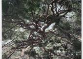 Pine, 2016 by Shi Guowei