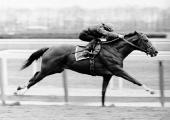 Secretariat: The winner of the 1973 Triple Crown makes a feelgood family movie