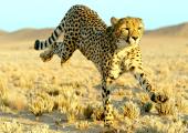 Speed kills: a cheetah can reach 50mph