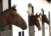 Thoroughbred documentary Race Horses comes to BBC Four Thoroughbred documentary Race Horses comes to BBC Four