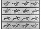 Eadweard Muybridge: 'Annie G galloping', c. 1887