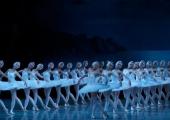 Birds of a feather: the Mariinsky corps de ballet in Swan Lake.