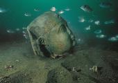 The head of a Ptolomeic king depicted as a pharoah, discovered in the lost city of Canopus