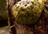 If you go down in the woods today: a slime mould in action