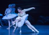 All about the swan: Alina Cojocaru and Ivan Vasiliev in Derek Deane's production of 'Swan Lake' for English National Ballet, one of 2015's top performances