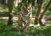 The tiger who came to tea: enjoying life in a Canadian nature reserve