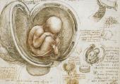 Leonardo da Vinci, 'The Fetus in the Womb', c.1511