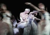 Global flight: Zenaida Yanowsky as Odette in the Royal Ballet's Swan Lake