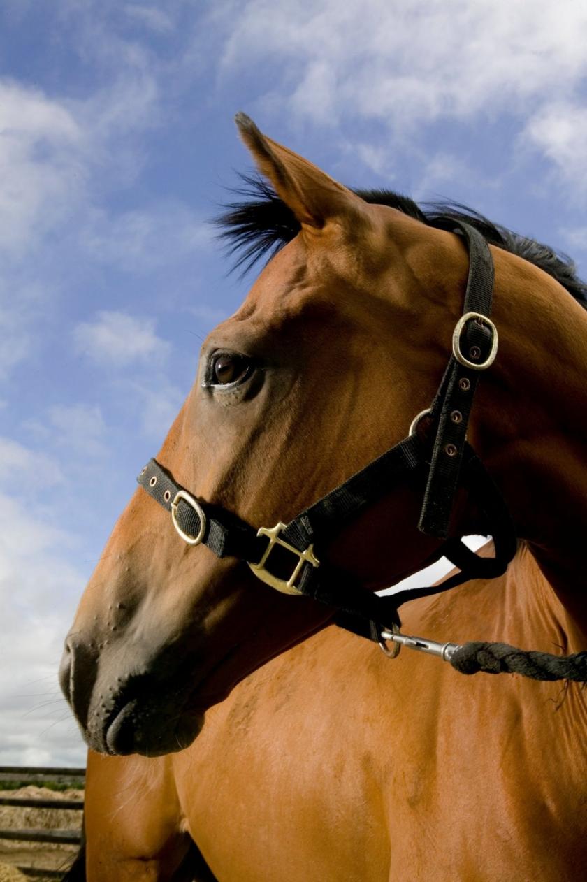 From the horses' mouths: Liz Mermin aimed to make her film from the perspective of the horses