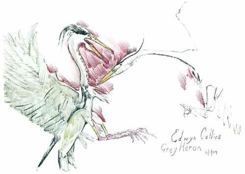 Grey Heron (2009) by Edwyn Collins: “When I’m drawing, I’m relaxed. I feel good about myself. It’s just me – there’s nobody telling me what to do”