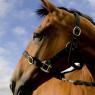 From the horses' mouths: Liz Mermin aimed to make her film from the perspective of the horses