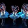 ENB's 'Swan Lake' corps: Photographed by their leading ballerina Daria Klimentová