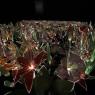 Joana Vasconcelos: 'Garden of Eden': 'As the flowers quiver, you can hear their motors faintly clicking, like a field of crickets' 