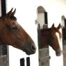 Thoroughbred documentary Race Horses comes to BBC Four