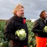 White, knobbly, rotund and past their sell-by date – and those cauliflowers don’t look too healthy either