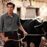 Milking the audience: Francesco Scianna in Baaria