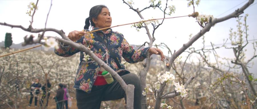 Pollinating pear treesby hand in China