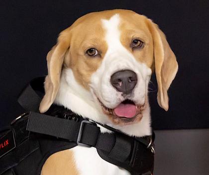 Wilbur the beagle