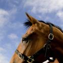From the horses' mouths: Liz Mermin aimed to make her film from the perspective of the horses