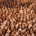 Antony Gormley's 'Amazonian Field' (1992)