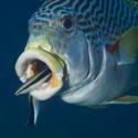 Nature as we rarely see it: a fishy customer from Océans 