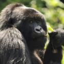 Mountain Gorilla: eats shoots and leaves, but will others leave it alone?