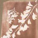 William Henry Fox Talbot, 1839, Photogenic Drawing of Flower Specimens: the delicate first step on the path to a major visual art