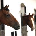 Thoroughbred documentary Race Horses comes to BBC Four
