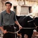 Milking the audience: Francesco Scianna in Baaria
